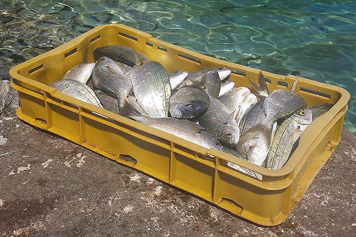 The catch of the day