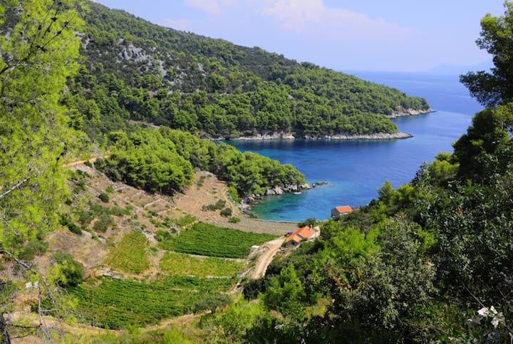 Views of the vin yards