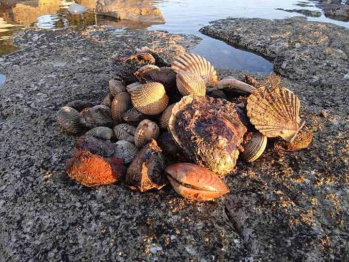 Seashells